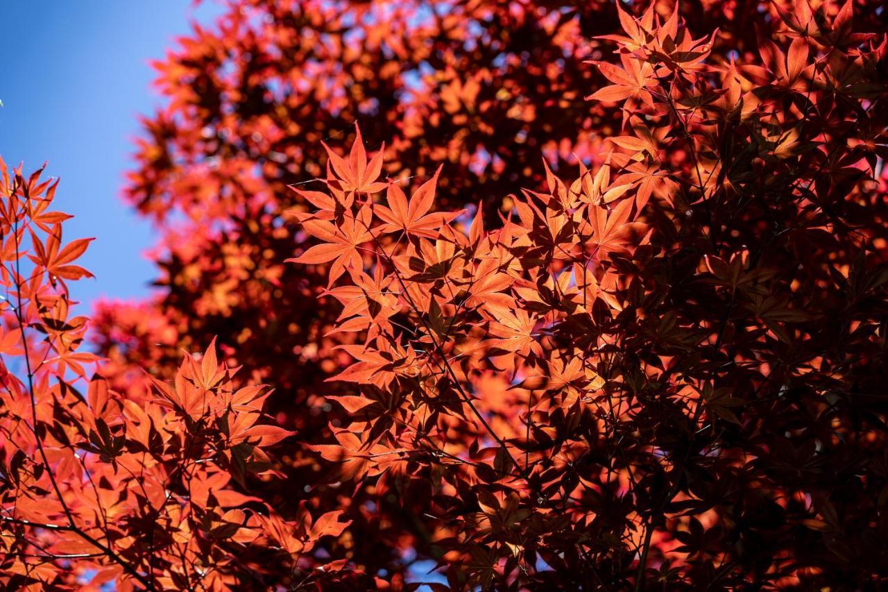 清境英格曼花園民宿 Renai Dış mekan fotoğraf